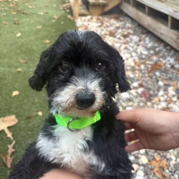Rescue Poodle and Mixed Breed Dogs for Adoption in Raleigh, North Carolina - Rollie | PetCurious