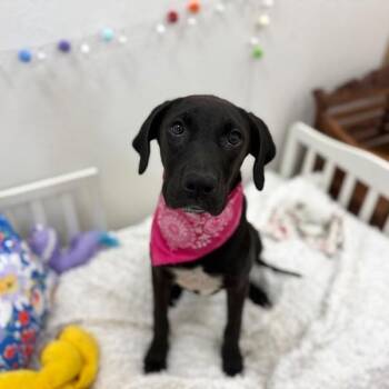 Roxy Reese -  Great Dane and Labrador Retriever Dog for Adoption in Friendswood, Texas - Roxy Reese | PetCurious