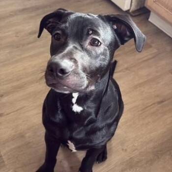 Chuleta -  Pit Bull Terrier and Retriever Dog for Adoption in Newark, New Jersey - Chuleta | PetCurious