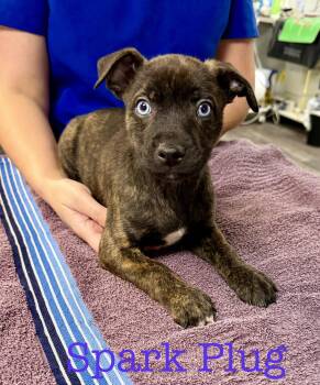 Pit Bull Terrier Dogs Available for Adoption in Semmes, Alabama - Spark Plug | PetCurious
