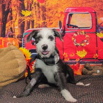 Rescue Sheep Dog Dogs for Adoption in Ponca City, Oklahoma - Pistol Pete | PetCurious