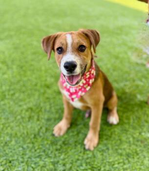 Tickles -  Mixed Breed Dog for Adoption in Ellijay, Georgia - Tickles | PetCurious