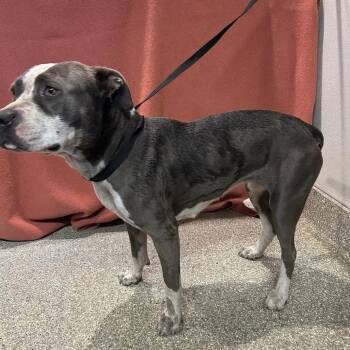 IVHS-Stray-139665 -  Pit Bull Terrier Dog for Adoption in San Gabriel, California - IVHS-Stray-139665 | PetCurious