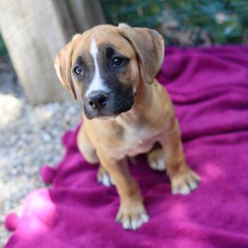 Terrier Dogs Available for Adoption in Hopkinton, Massachusetts - Archie | PetCurious
