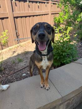 Labrador Retriever Dogs Available for Adoption in Millcreek, Utah - Emma | PetCurious
