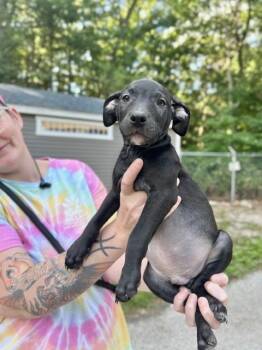 Mantis -  Mixed Breed Dog for Adoption in Muskegon, Michigan - Mantis | PetCurious