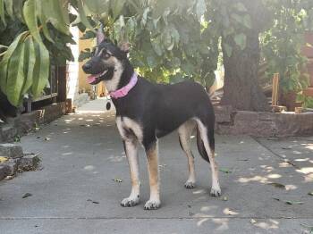 Gidget -  German Shepherd Dog Dog for Adoption in Modesto, California - Gidget | PetCurious