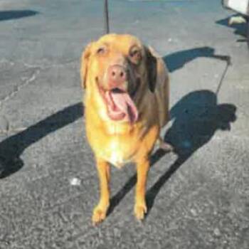 Josie A2288386 -  Labrador Retriever Dog for Adoption in Los Angeles, California - Josie A2288386 | PetCurious
