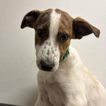 Tolkien -  Cattle Dog and Border Collie Dog for Adoption in Austin, Texas - Tolkien | PetCurious