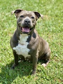 Rescue American Bully Dogs for Adoption in Wooster, Ohio - Henrietta | PetCurious