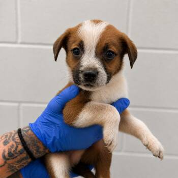Jupiter -  Labrador Retriever and Mixed Breed Dog for Adoption in Marshall, Texas - Jupiter | PetCurious