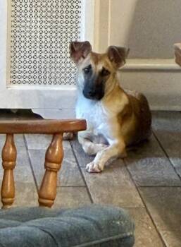 Clyde -  Shepherd Dog for Adoption in Willingboro, New Jersey - Clyde | PetCurious
