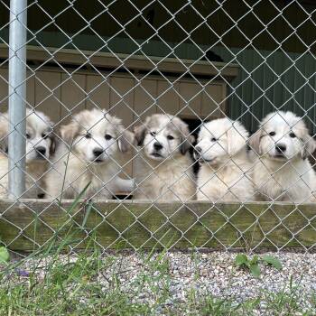 Puppies -  Great Pyrenees Dog for Adoption in Stockbridge, Michigan - Puppies | PetCurious