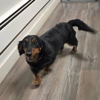 Dewey -  Miniature Dachshund Dog for Adoption in Wappingers Falls, New York - Dewey | PetCurious