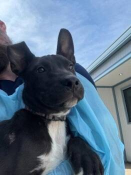 Maverick -  Pit Bull Terrier and Mixed Breed Dog for Adoption in Fresno, California - Maverick | PetCurious