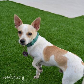 Ronald -  Chihuahua Dog for Adoption in Cheyenne, Wyoming - Ronald | PetCurious