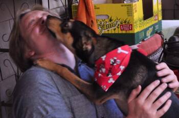 Kissy -  Shepherd Dog for Adoption in Millcreek, Utah - Kissy | PetCurious