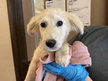 MARLEY -  Great Pyrenees Dog for Adoption in Ontario, California - MARLEY | PetCurious