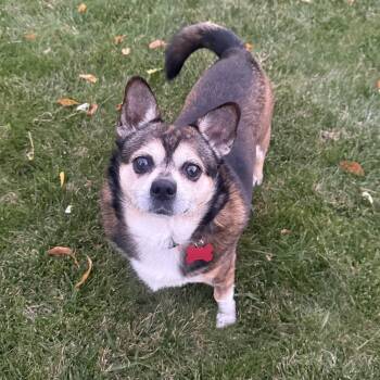 Fred -  Chihuahua Dog for Adoption in Shakopee, Minnesota - Fred | PetCurious
