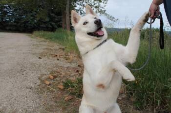 Frosty -  Mixed Breed Dog for Adoption in Mccall, Idaho - Frosty | PetCurious