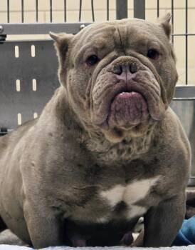 American Bully Dogs Available for Adoption - 26-79 Sativa | PetCurious