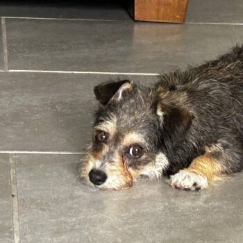 Caden -  Schnauzer Dog for Adoption in Houston, Texas - Caden | PetCurious