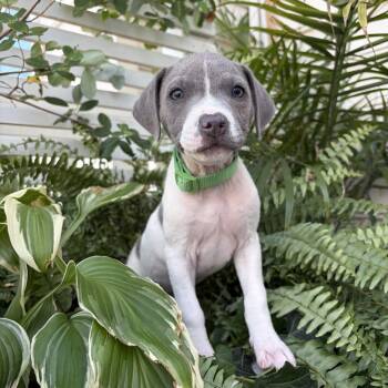 Tinky -  Pit Bull Terrier Dog for Adoption in Washington, District Of Columbia - Tinky | PetCurious