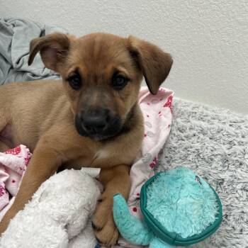 German Shepherd Dog Dogs Available for Adoption - GIGI! | PetCurious