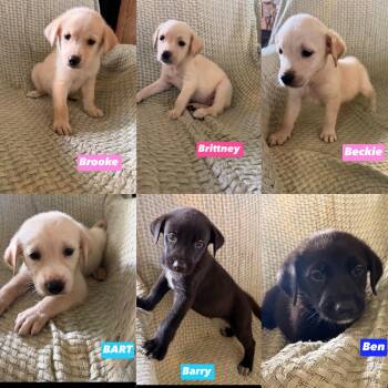 B litter -  Golden Retriever Dog for Adoption in Seaside Heights, New Jersey - B Litter | PetCurious