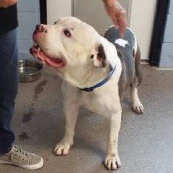 Rescue American Staffordshire Terrier Dogs for Adoption in Green Valley, Arizona - Meteor | PetCurious