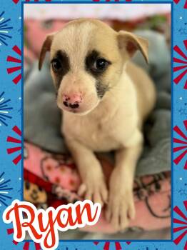 Ryan -  Beagle and Chihuahua Dog for Adoption in Ringwood, New Jersey - Ryan | PetCurious