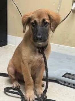 Marty -  Mixed Breed and Anatolian Shepherd Dog for Adoption in Sumter, South Carolina - Marty | PetCurious