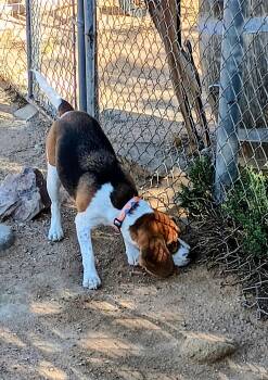 Chanel -  Beagle Dog for Adoption in Apple Valley, California - Chanel | PetCurious