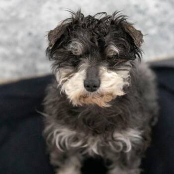 Major (MY26-119) -  Miniature Schnauzer Dog for Adoption in Peyton, Colorado - Major (MY26-119) | PetCurious