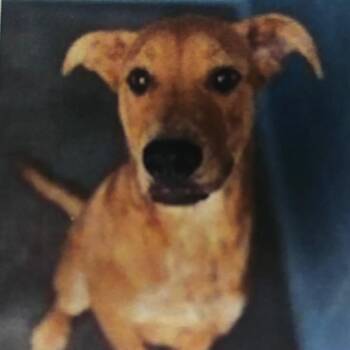 Curly -  Labrador Retriever and Mixed Breed Dog for Adoption - Curly | PetCurious
