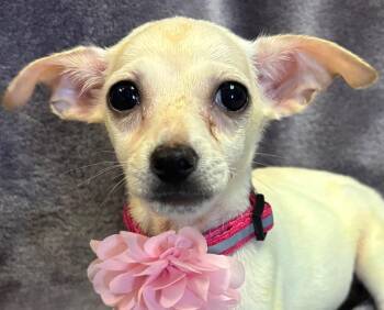 Rescue Terrier and Chihuahua Dogs for Adoption in Lodi, California - Holly | PetCurious