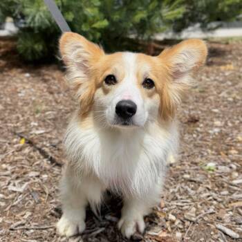 Tomato -  Corgi Dog for Adoption in East Hampton, New York - Tomato | PetCurious