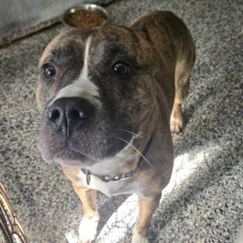 Rescue Pit Bull Terrier Dogs for Adoption in Tawas City, Michigan - Titan - #301 | PetCurious