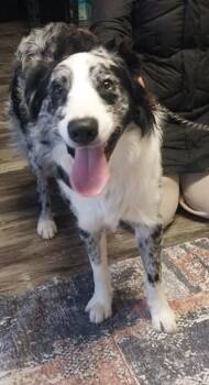 Rescue Australian Shepherd and Border Collie Dogs for Adoption in Willmar, Minnesota - Dutch | PetCurious