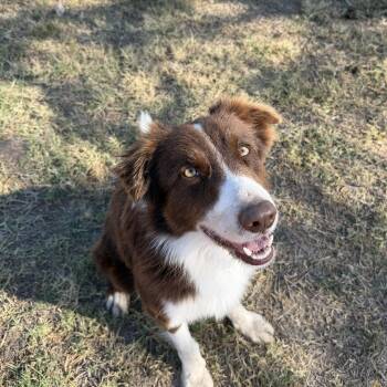 Border Collie and Australian Shepherd Dogs Available for Adoption - Ollie | PetCurious