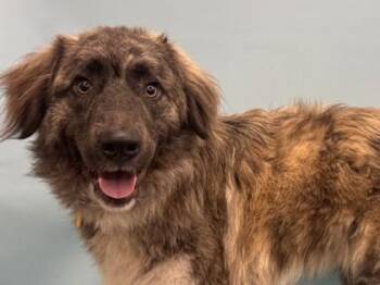 Aries -  Great Pyrenees and Mixed Breed Dog for Adoption in Golden Valley, Minnesota - Aries | PetCurious