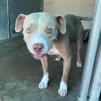 Fester Adams -  Pit Bull Terrier Dog for Adoption in Edinburg, Texas - Fester Adams | PetCurious