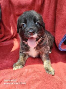BISCUIT -  Australian Shepherd Dog for Adoption in San Antonio, Texas - BISCUIT | PetCurious