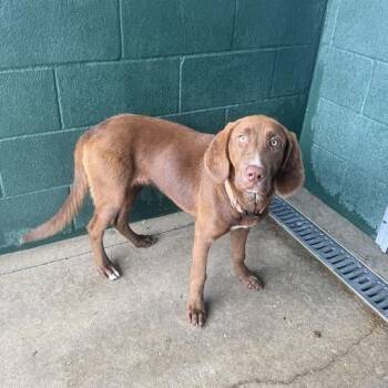 Bloodhound and Labrador Retriever Dogs Available for Adoption in Carencro, Louisiana - Remington | PetCurious
