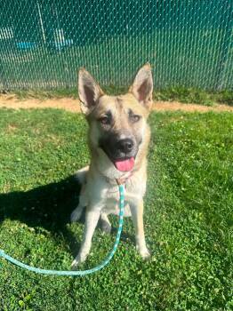 Moxie -  Mixed Breed Dog for Adoption in Myerstown, Pennsylvania - Moxie | PetCurious