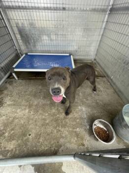 9902 -  Pit Bull Terrier Dog for Adoption in Victorville, California - 9902 | PetCurious
