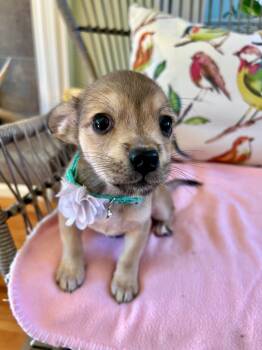 Rescue Chihuahua Dogs for Adoption in Yakima, Washington - Blossom | PetCurious