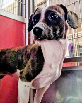 Miniature Dachshund Dogs Available for Adoption - DOTTIE | PetCurious