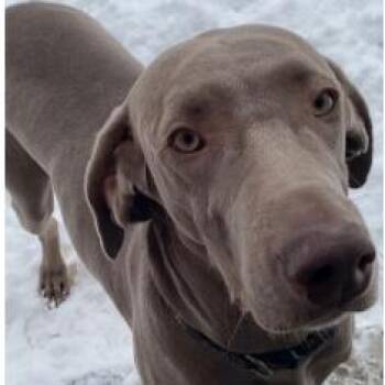 Grace -  Weimaraner Dog for Adoption in Springboro, Ohio - Grace | PetCurious