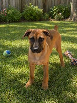 Boxer and Black Mouth Cur Dogs Available for Adoption in Wanaque, New Jersey - Elroy | PetCurious